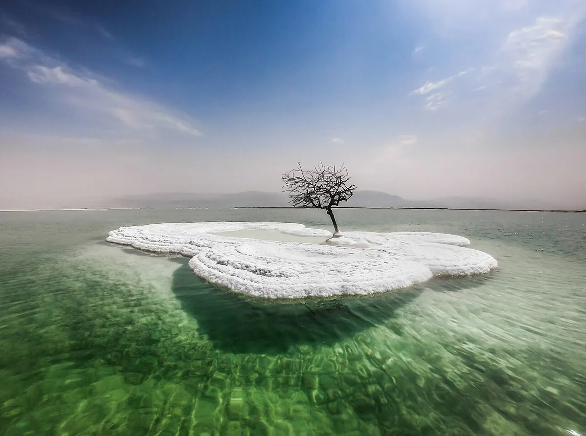 Dead tree on a salt island in the Dead Sea